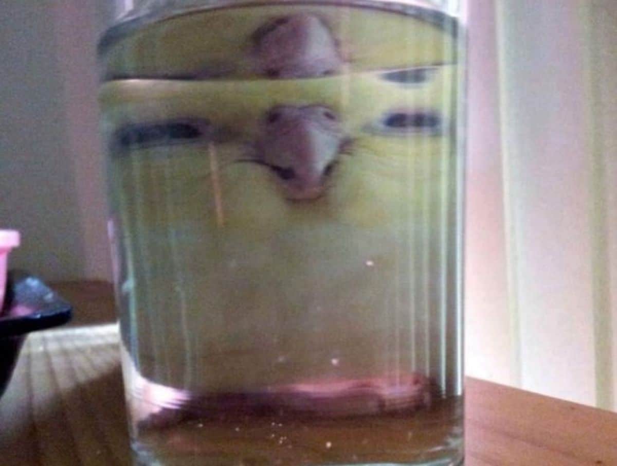 yellow bird sitting behind a glass of water