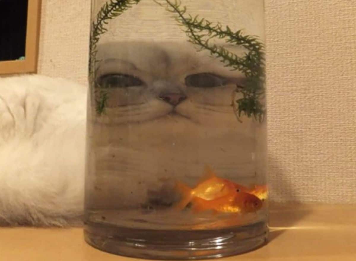 white cat seen through small fish tank