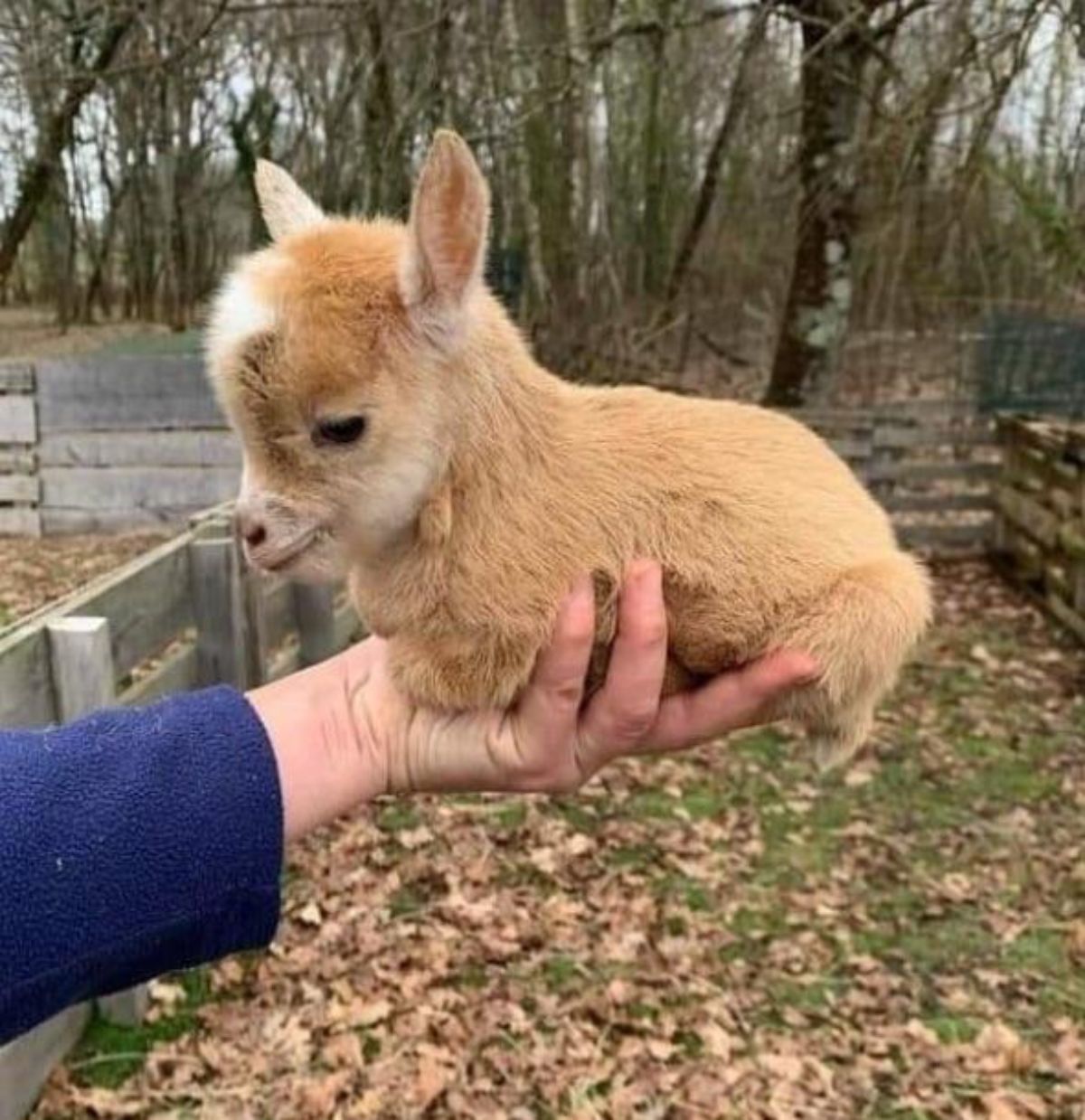 brown baby goat being held in someone's hand