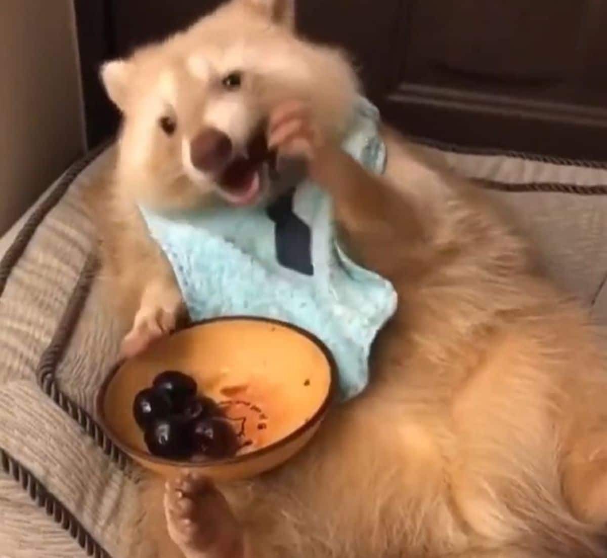 racoon wearing a blue bib sitting on a couch against a cushion eating blueberries from a bowl