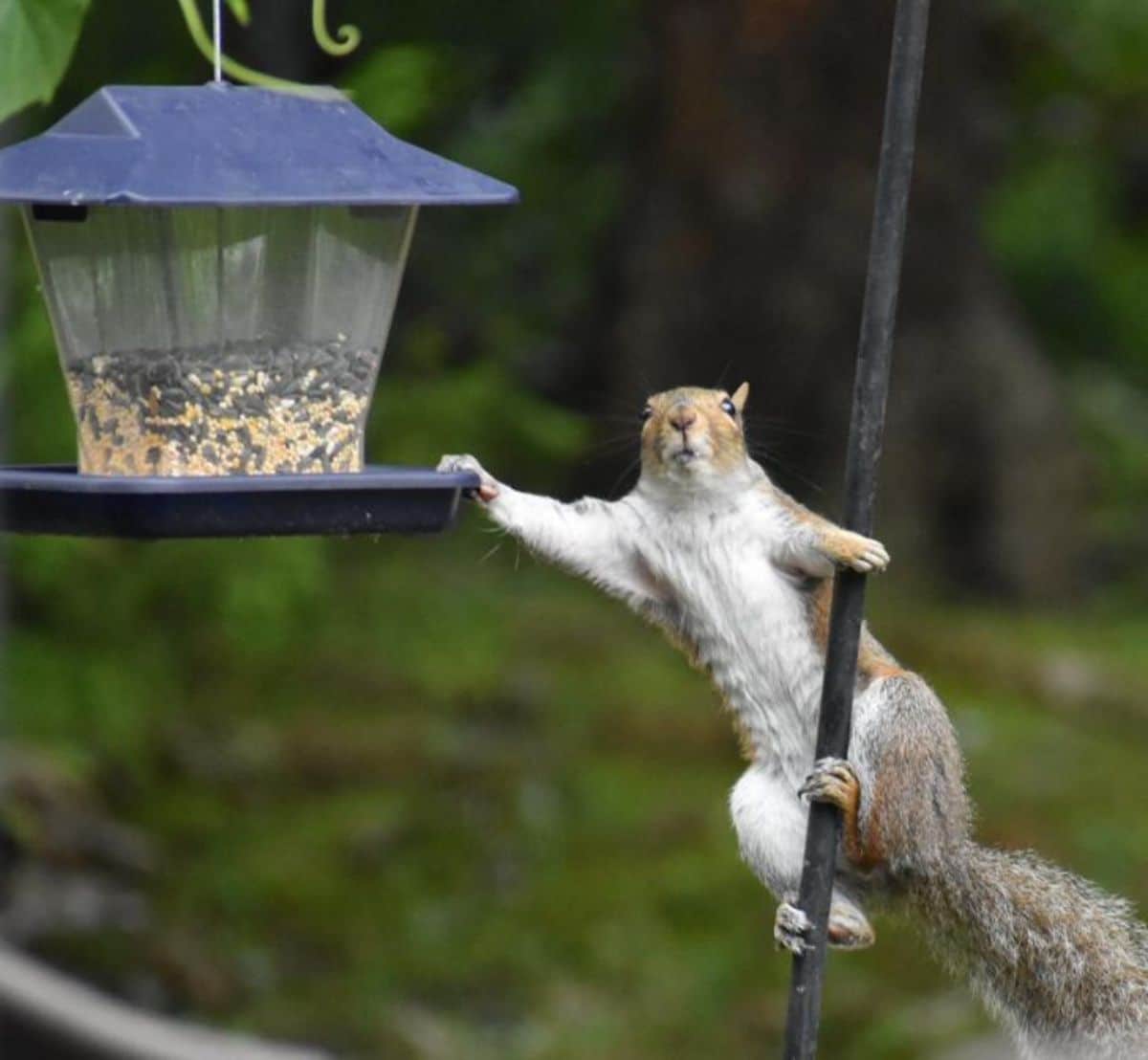 squirrel hanging onto a pole and has one paw on the bird feeder