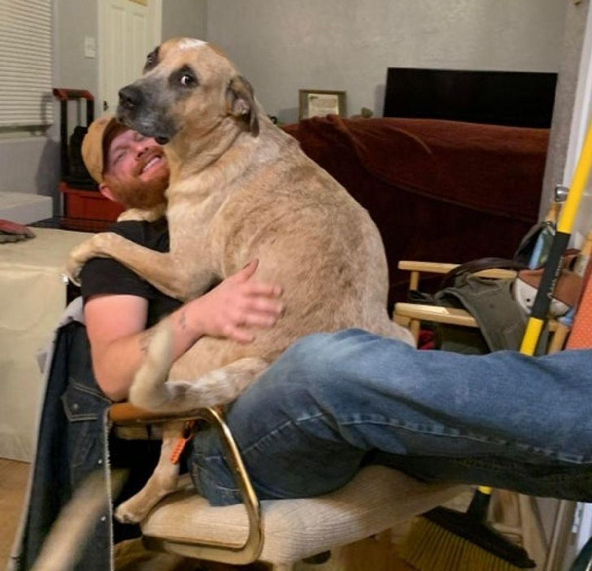 large brown dog sitting on a man's lap