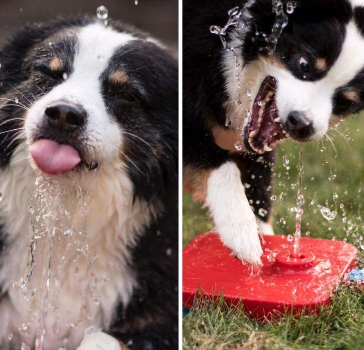 2 photos of a bernese mountain dog playing with water