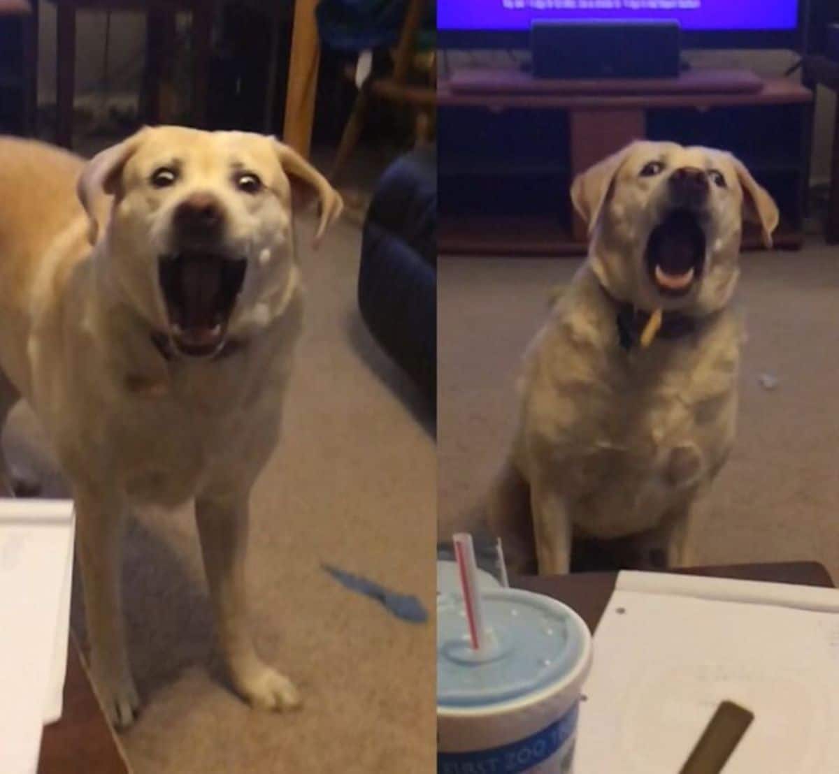 2 photos of a brown dog with its mouth open
