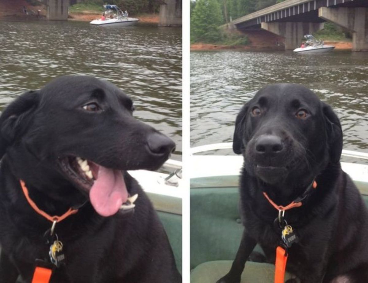 2 photos of a black dog sitting in a boat in the water
