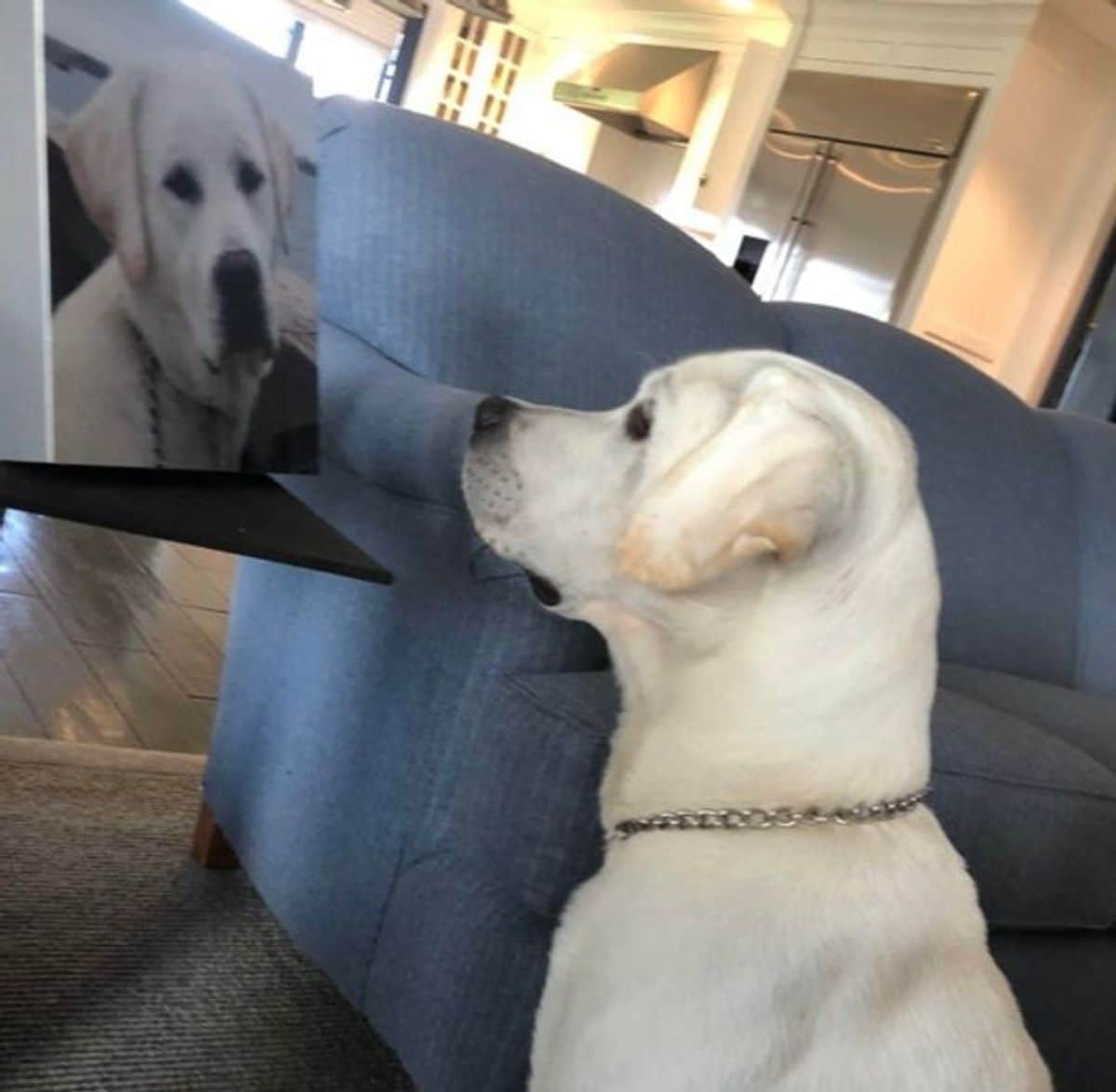 white dog staring at a photo of himself