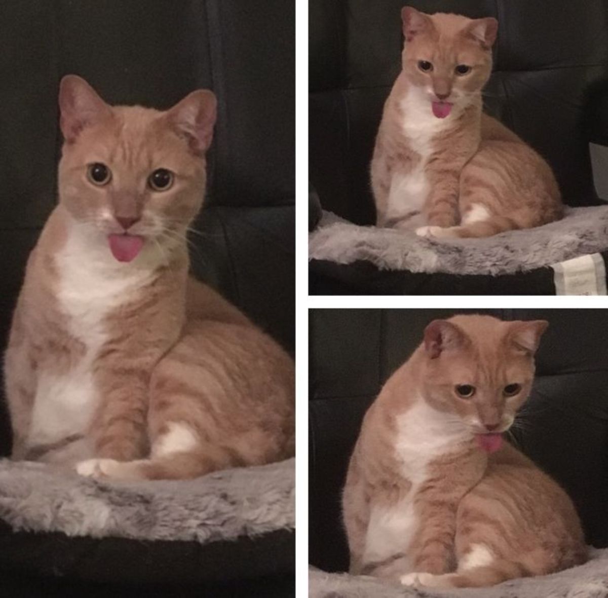 3 photos of an orange and white cat sitting on a grey bed with its tongue out