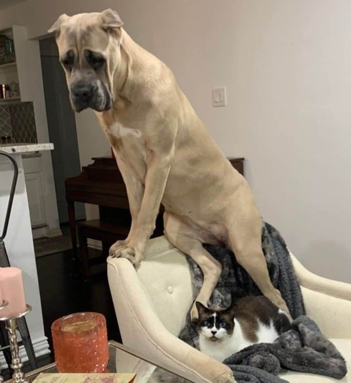large brown dog sitting on the top of a white chair and a black and white cat sitting on the chair