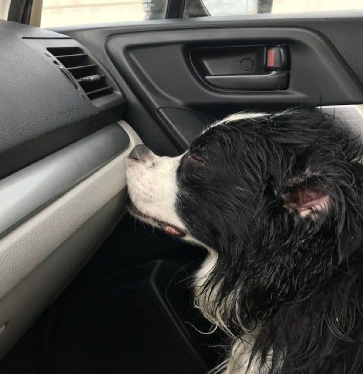 black and white dog sleeping sitting upright with the nose smushed against the dashboard