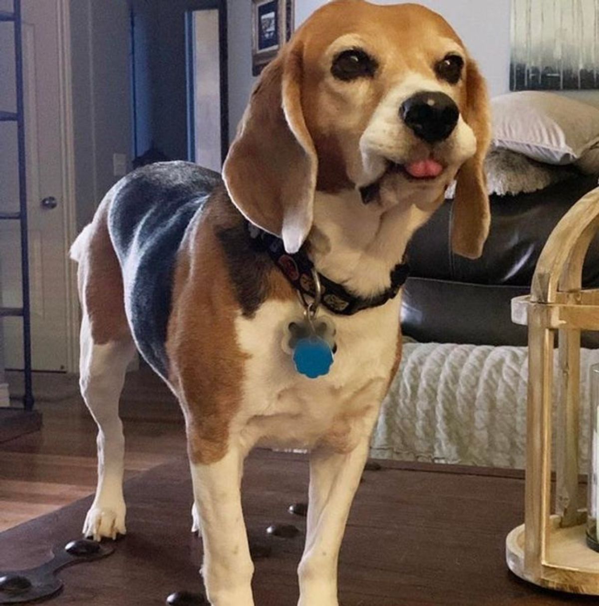 beagle standing with tongue sticking out slightly