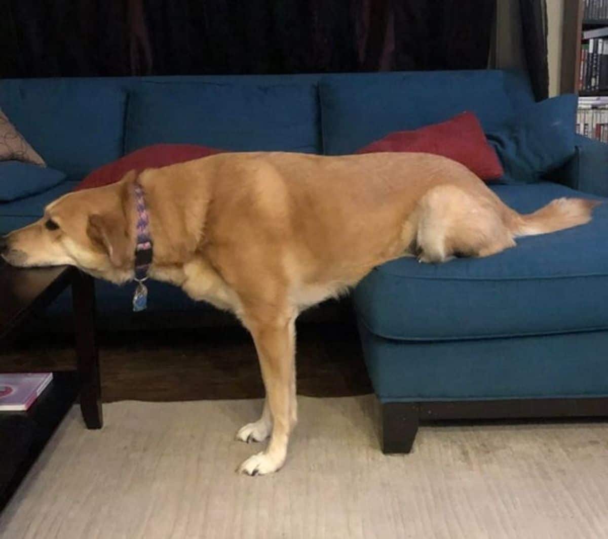 brown dog standing with back legs on blue couch and face on a coffee table
