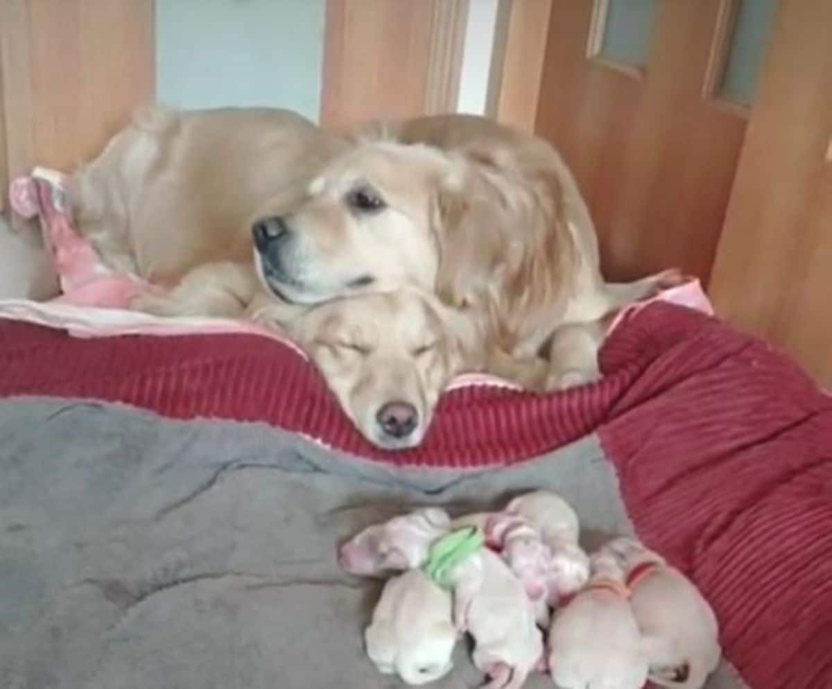 2 adult golden retrievers laying on a blanket next to 7 new born golden retriever puppies