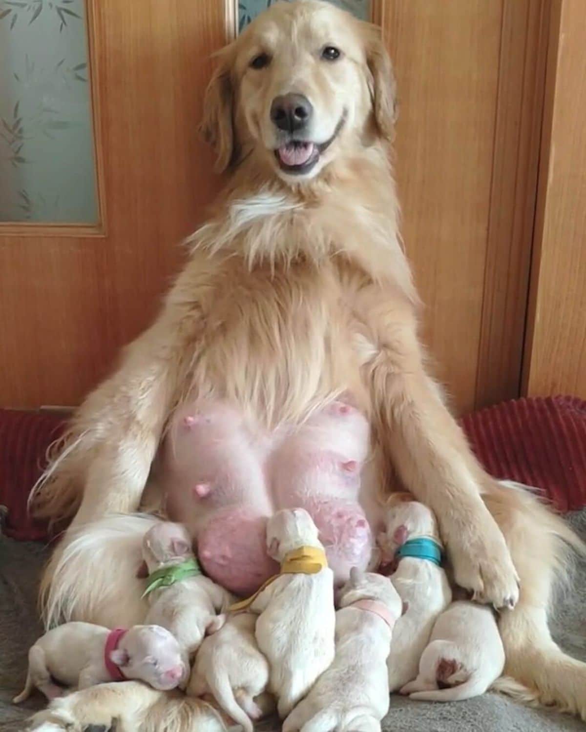 a golden retriever sitting upright with golden retriever puppies drinking milk from her