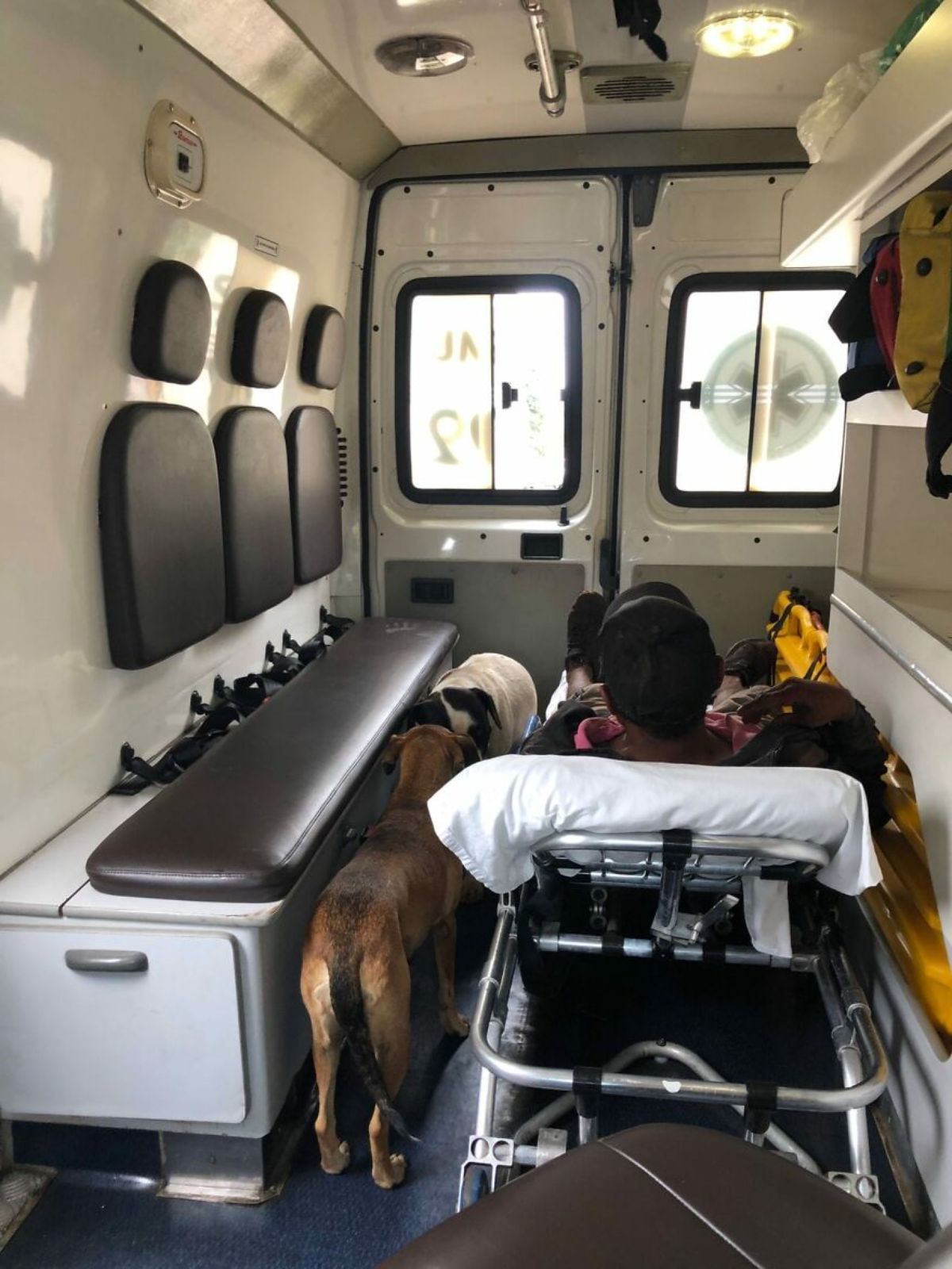 brown and white dog and black and white dog in an ambulance with a man on a stretcher 2