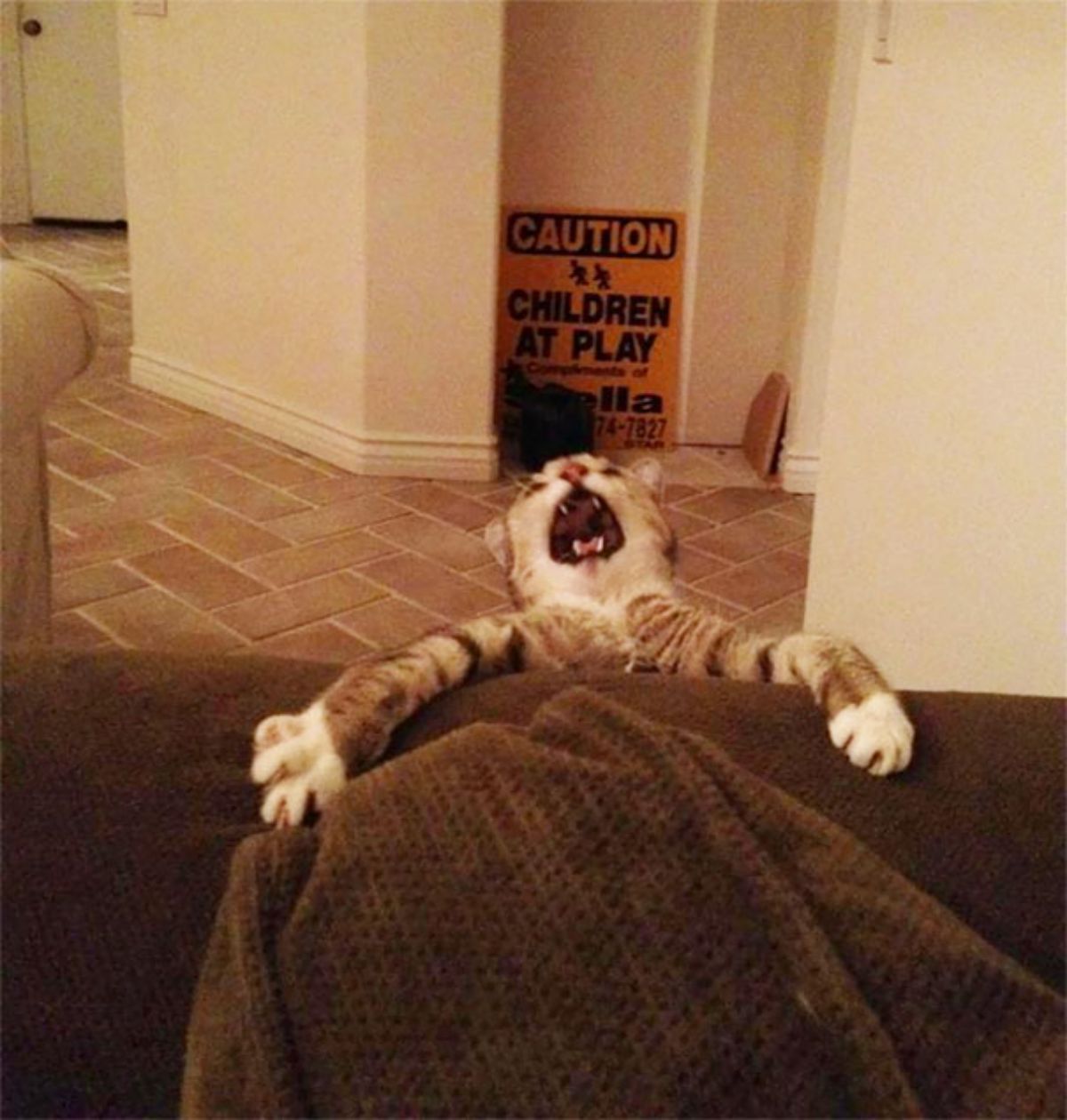brown tabby cat falling off of a brown couch and screaming