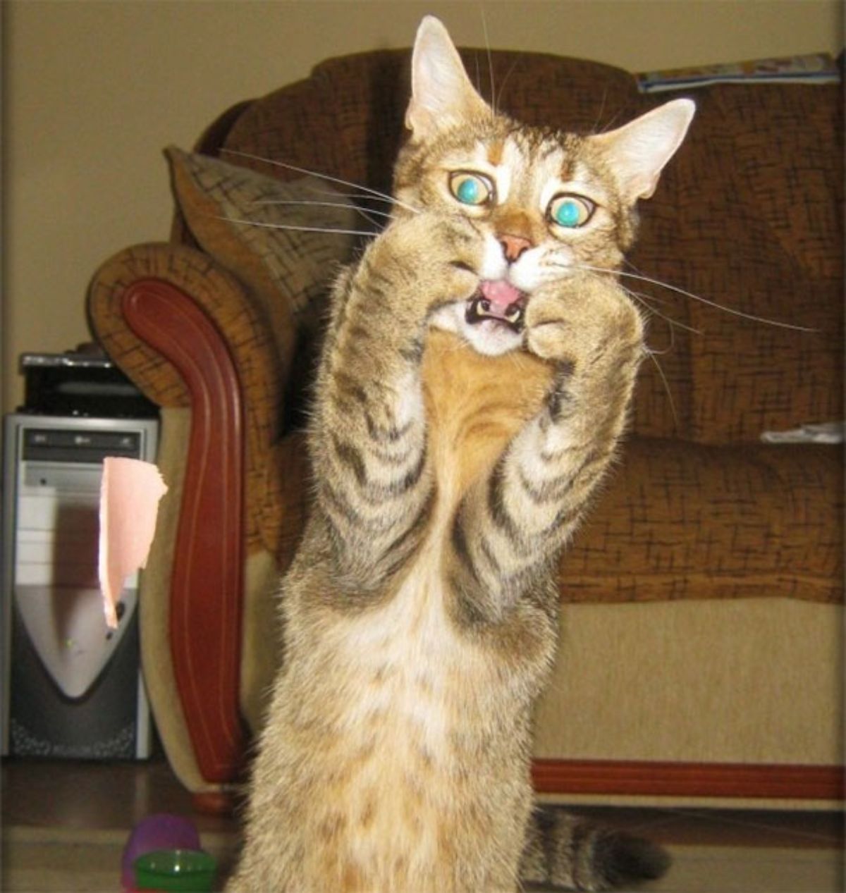 brown tabby cat standing on hind legs with two front paws on each side of the mouth with the mouth open