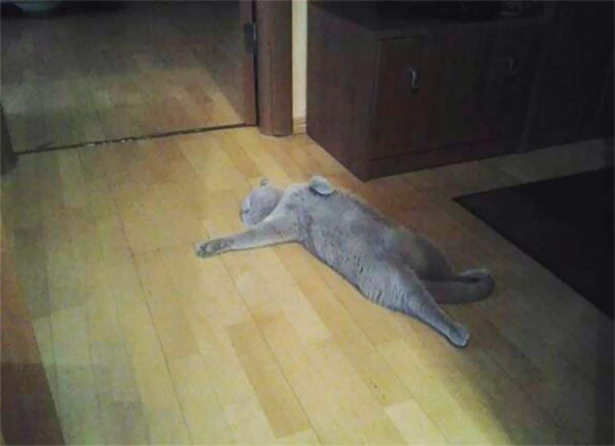 grey cat laying belly up on a wooden floor with one front leg stretched out to the side and the other front paw resting on the chest