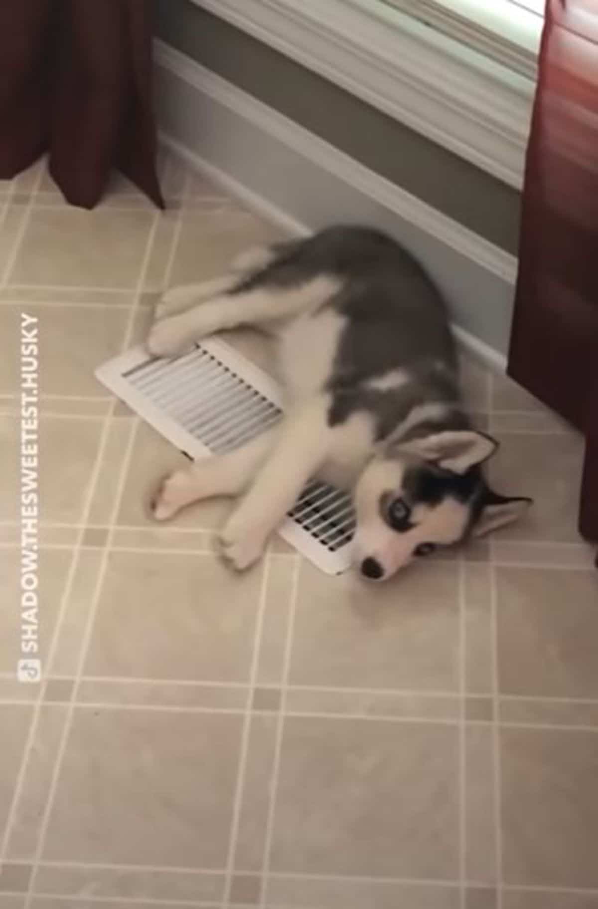 husky puppy laying on a heating vent