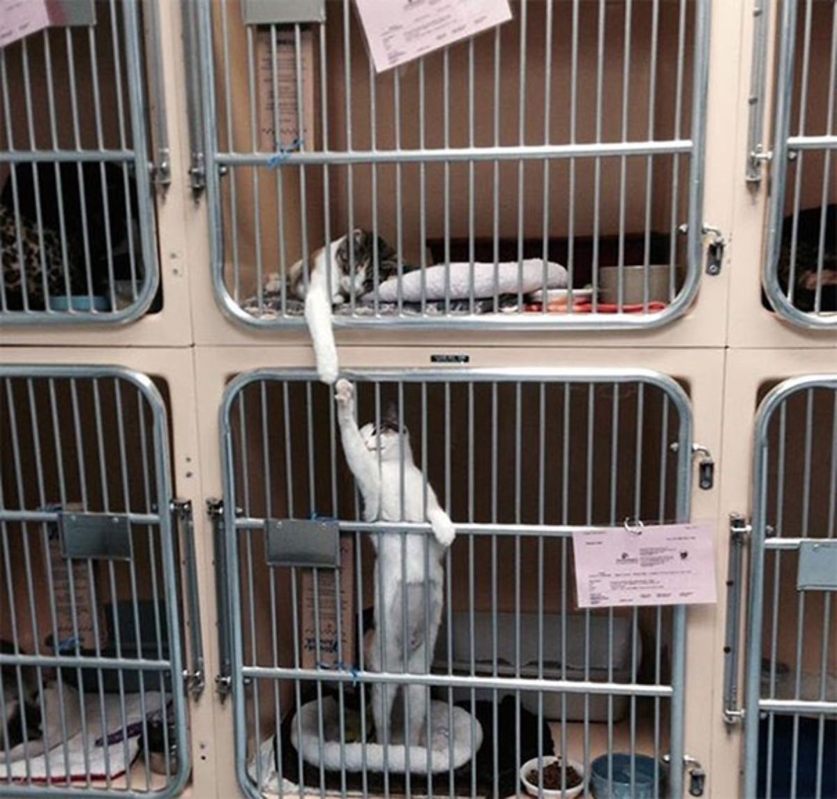 2 black and white cats in cages and reaching out a front leg and touching them to each other