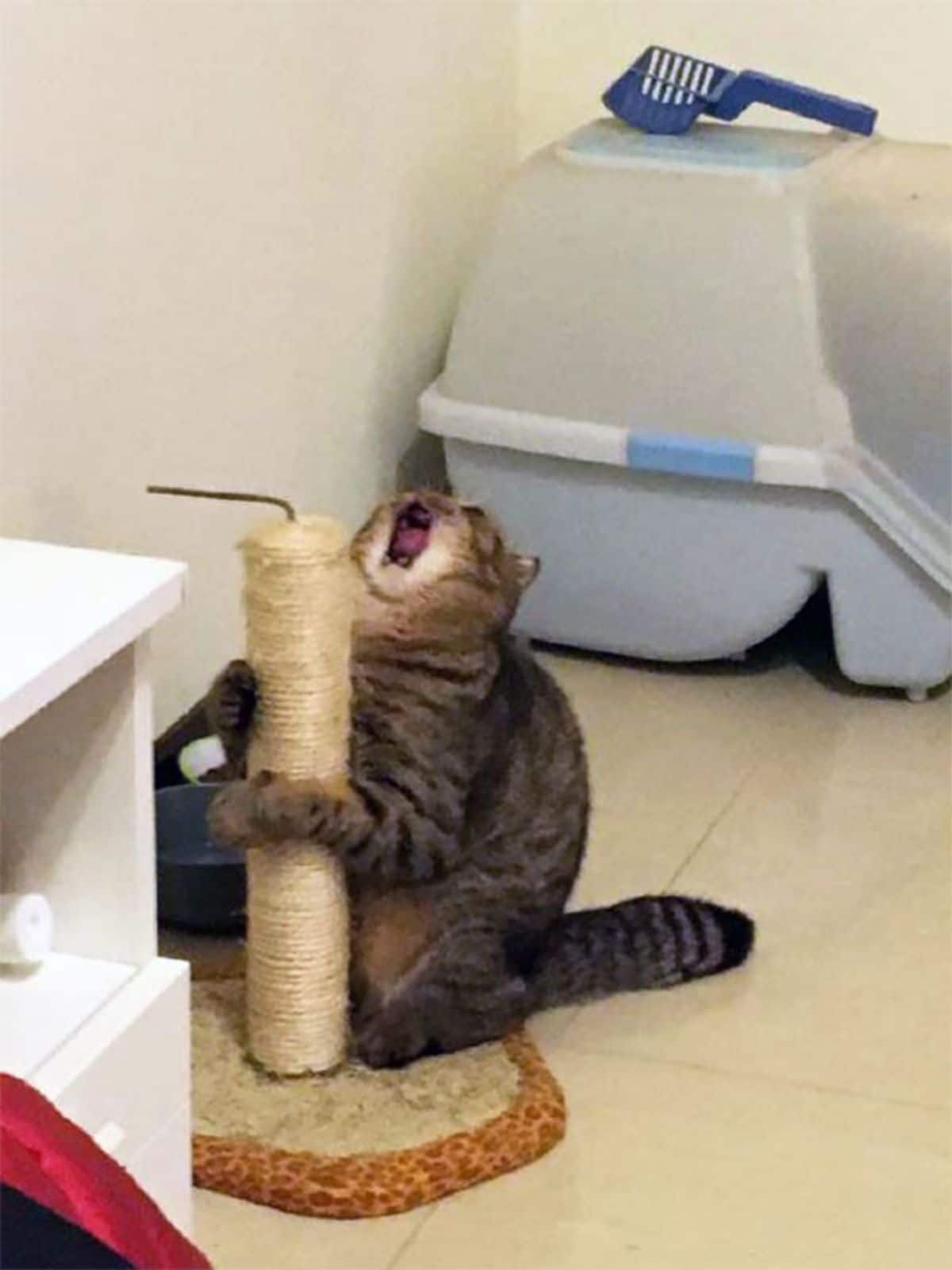tabby cat holding on to a cat tree and screaming