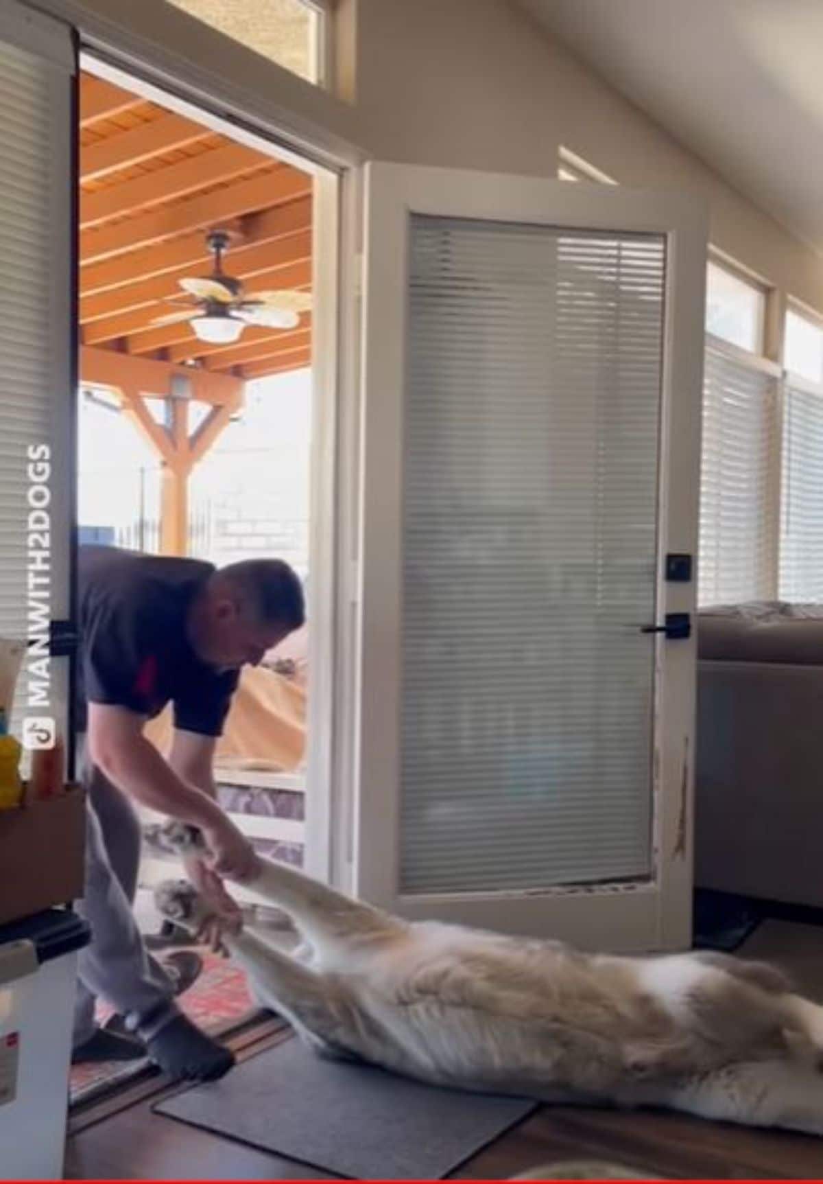 malamute getting dragged out by the front legs by a man