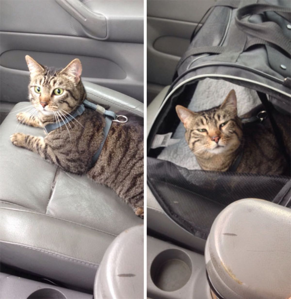 2 photos of a before and after of a brown tabby cat going to the vet in a car