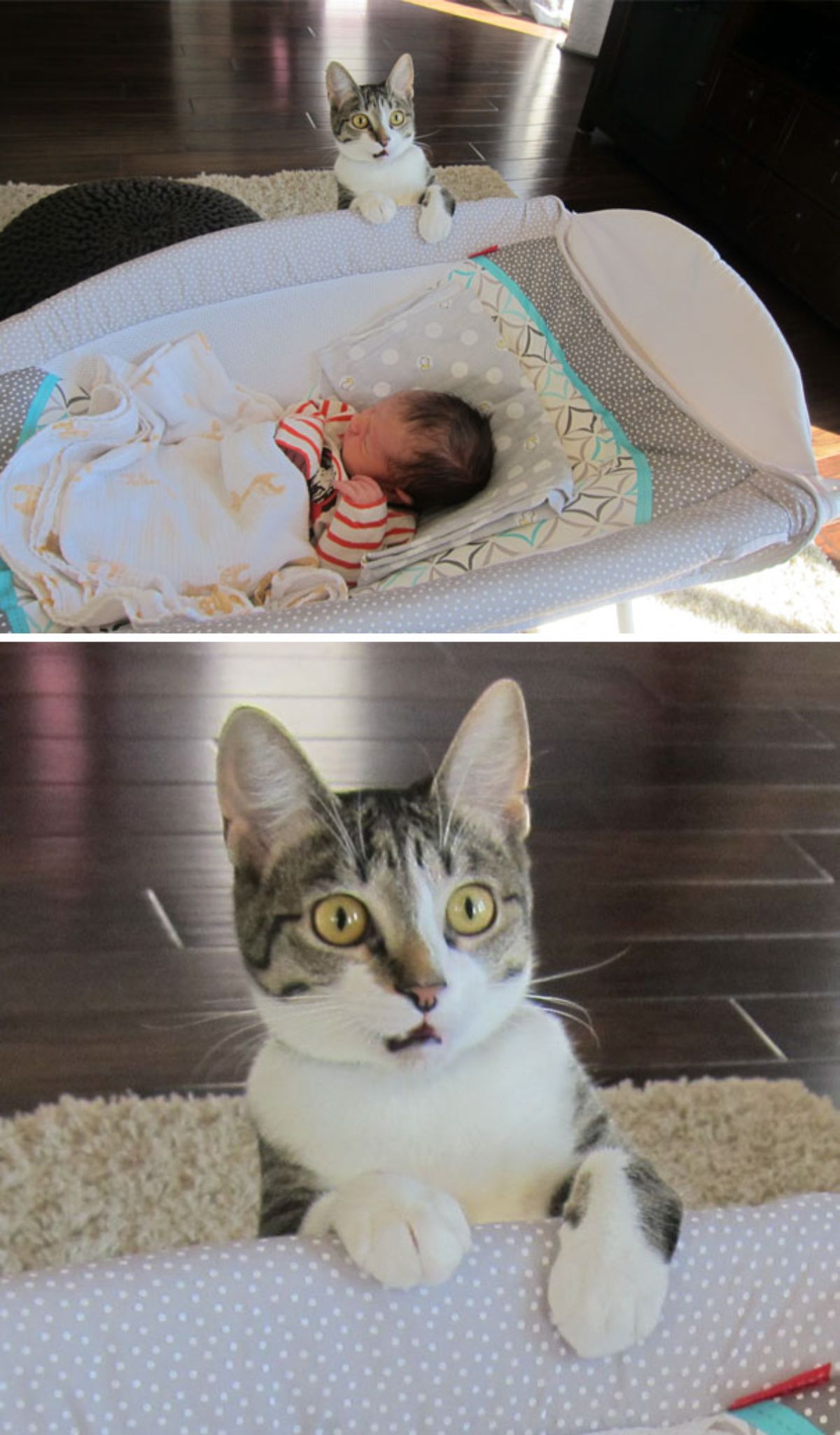 2 photos of a white and grey cat with two front legs on the corner of a bassinet with a baby in it