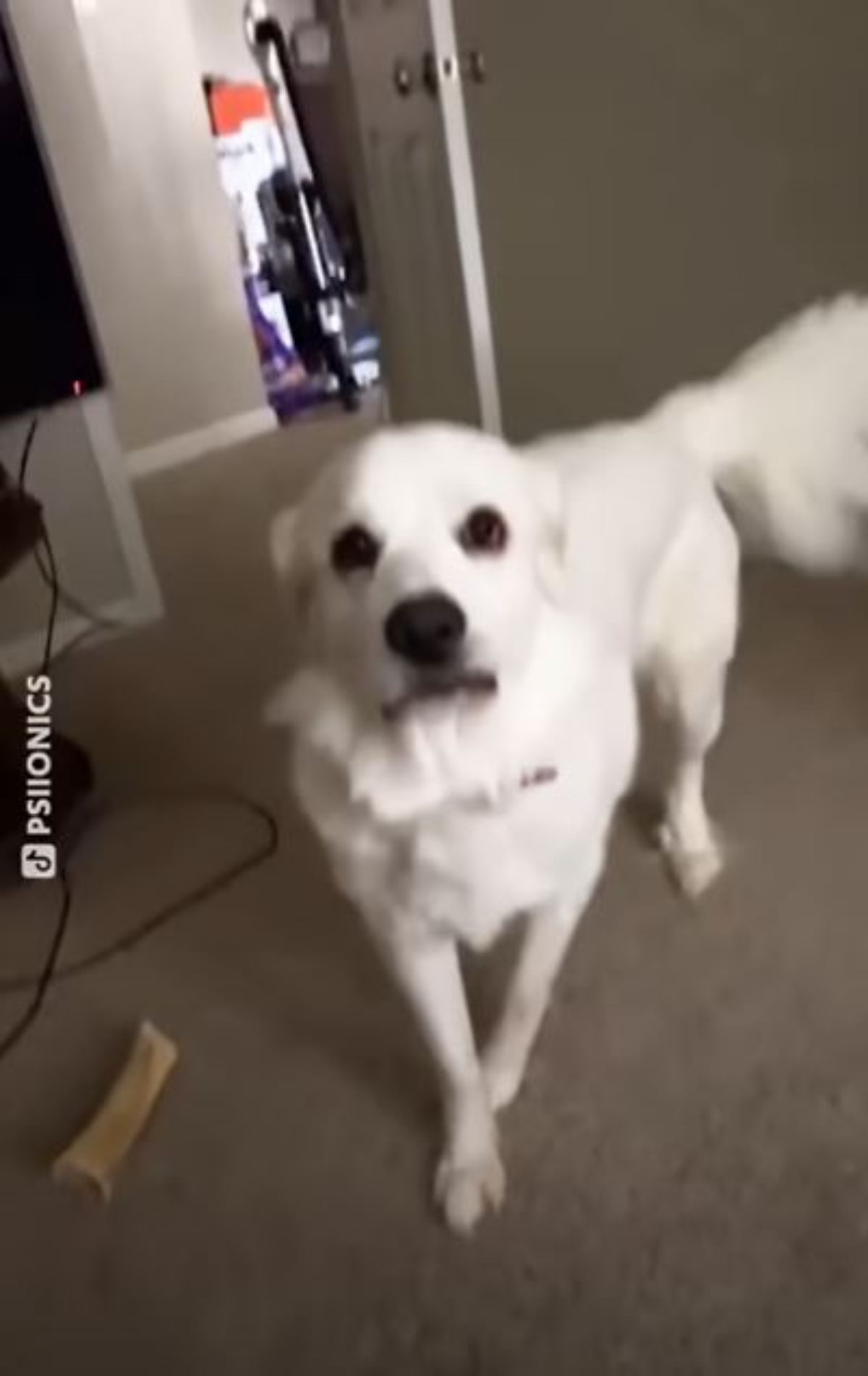 white dog standing looking confused
