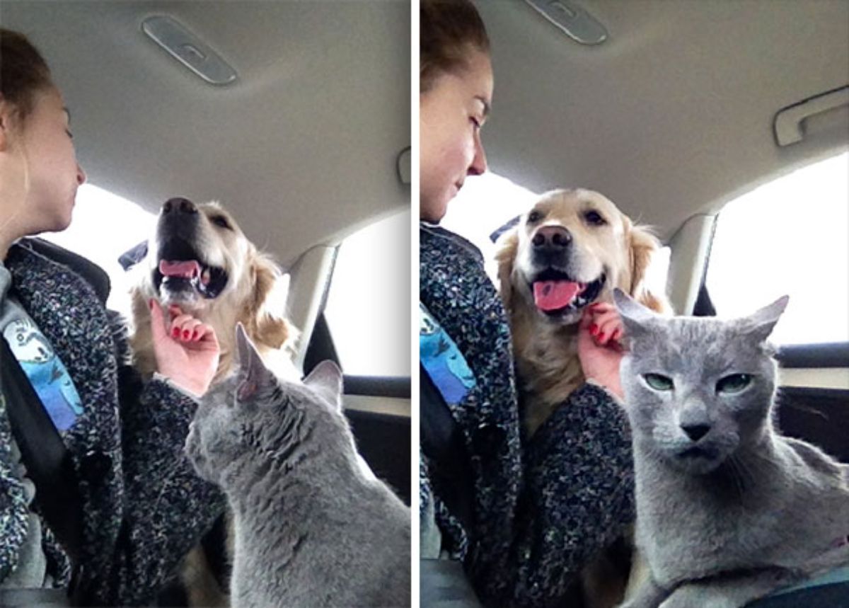 2 photos of a woman giving chin scratches to a golden retriever in a car and a grey cat looking annoyed