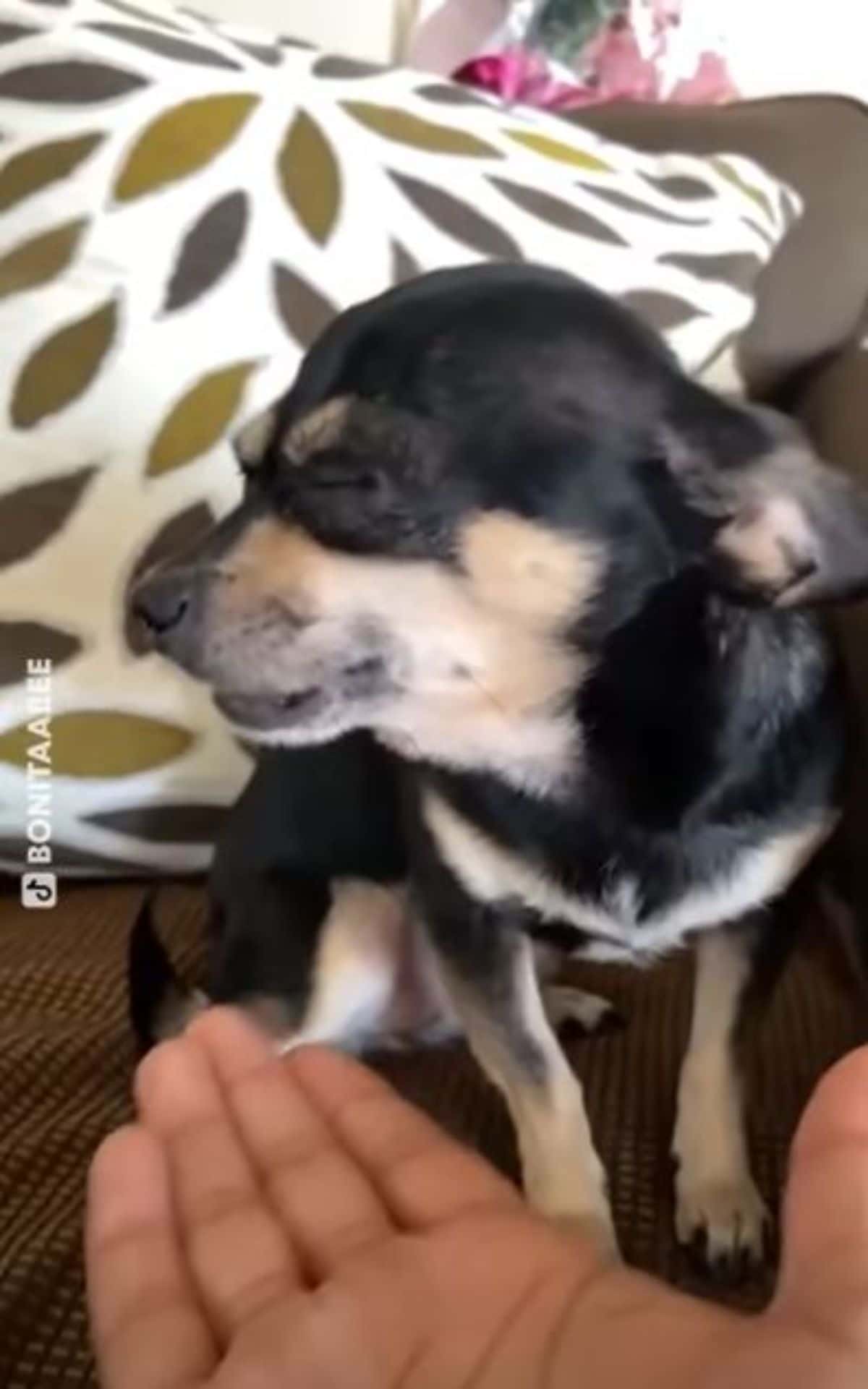 black and brown chihuahua closing its eyes and looking away from an open hand in front of its face