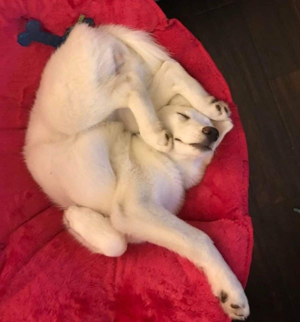 white dog sleeping while contorted on a red dog bed