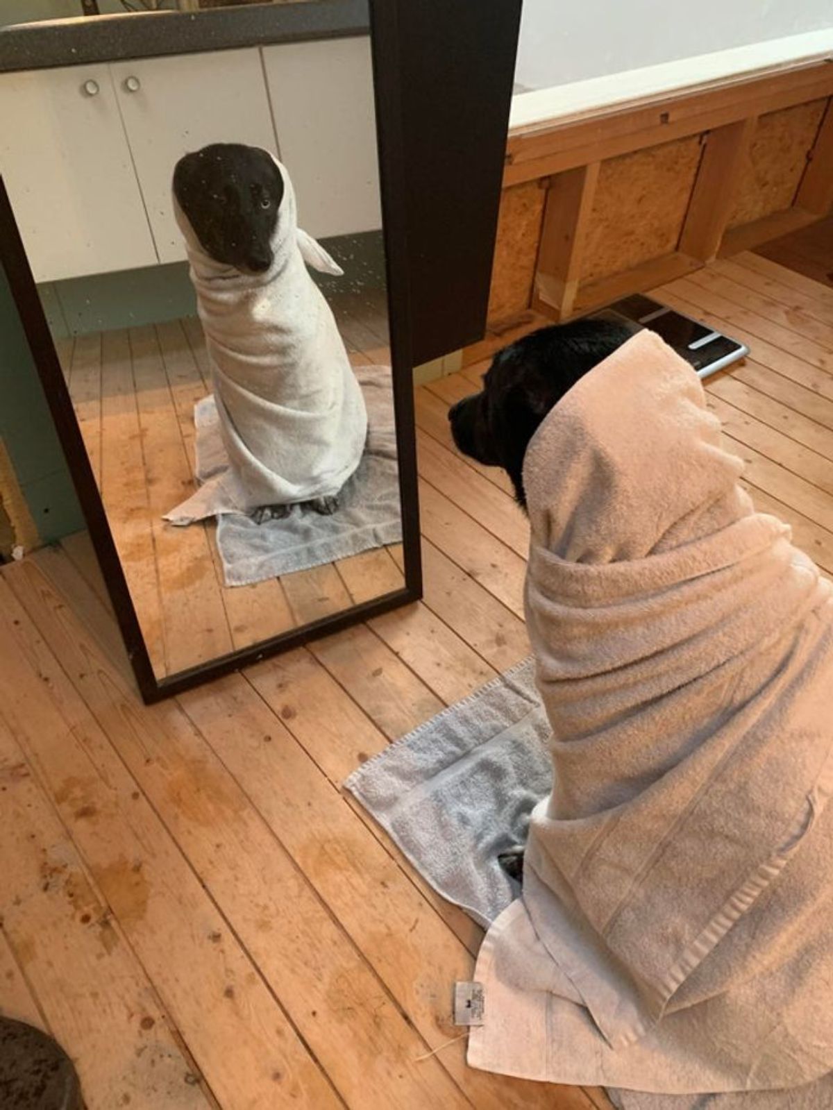 black dog wrapped up in a white towel sitting on a grey towel and looking into a mirror
