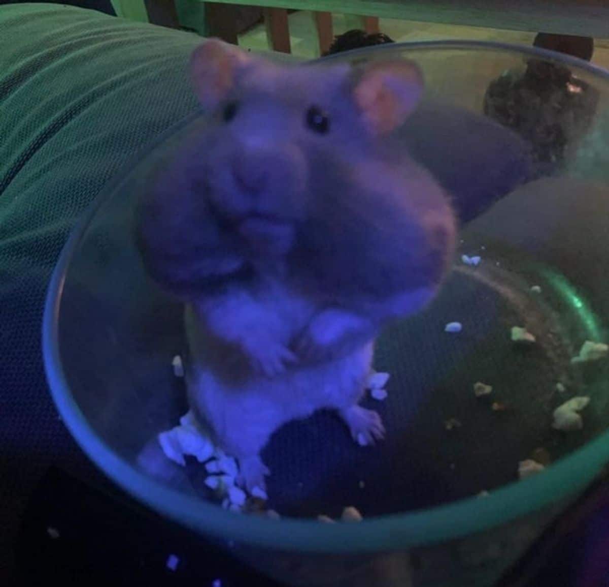 hamster standing on hind legs in a glass bowl with both cheeks full of food