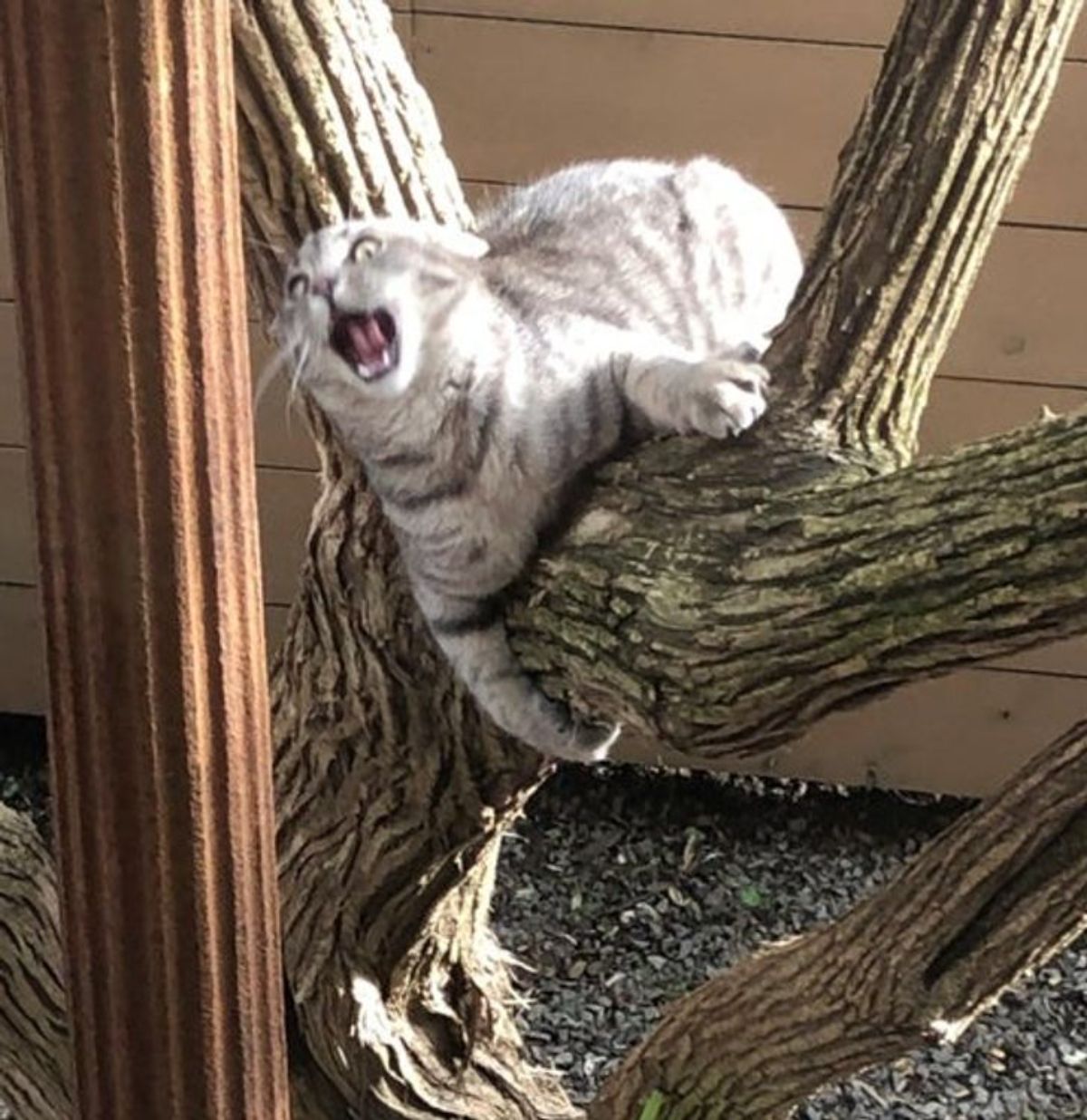 grey tabby screaming while on a tree