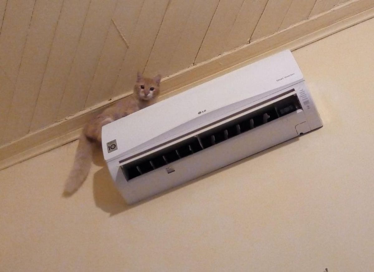 orange kitten on a white air conditioner unit high up on a wall