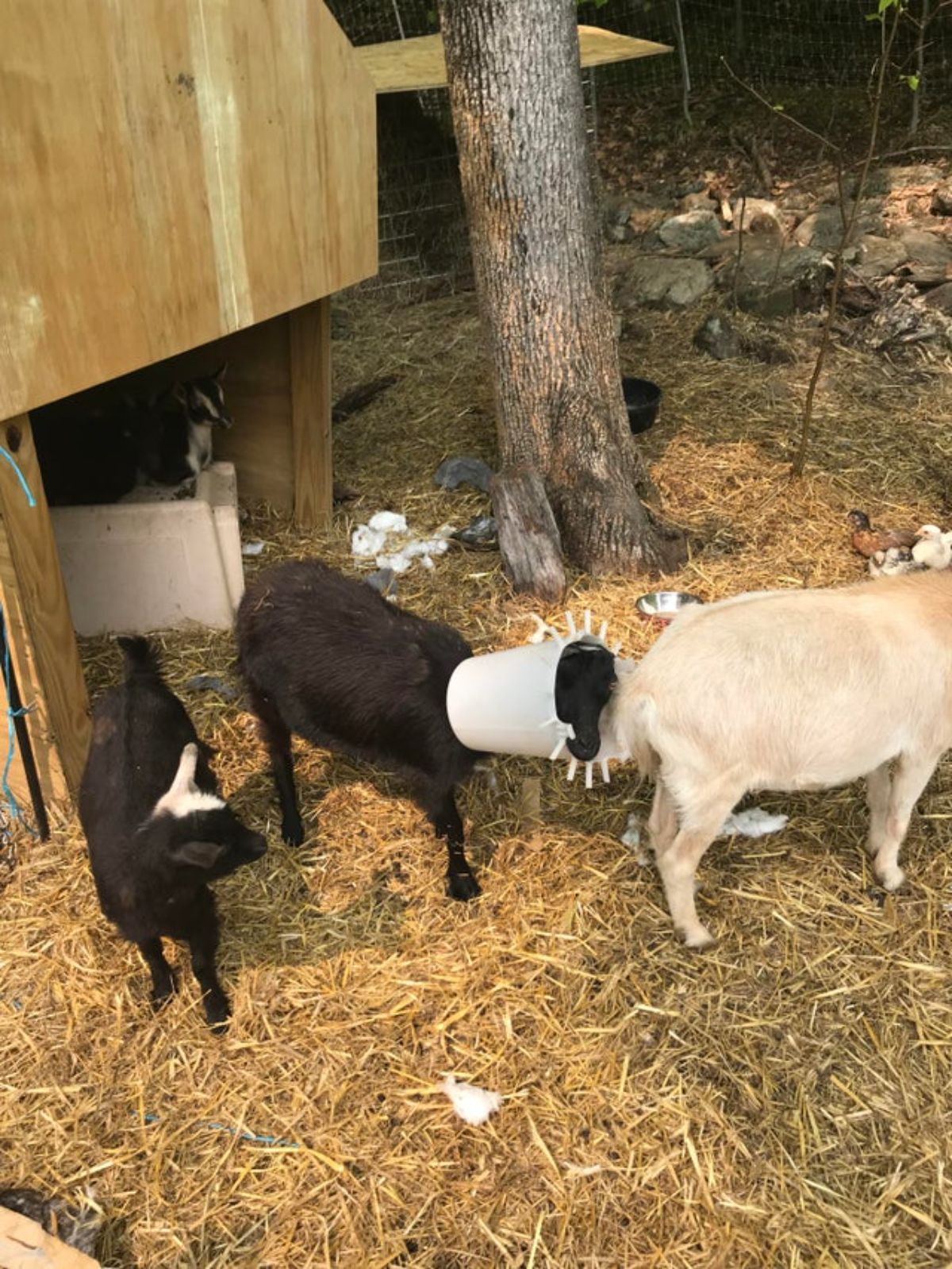 black goat with a white plastic tub stuck around its head standing between a black kid and a light brown goat