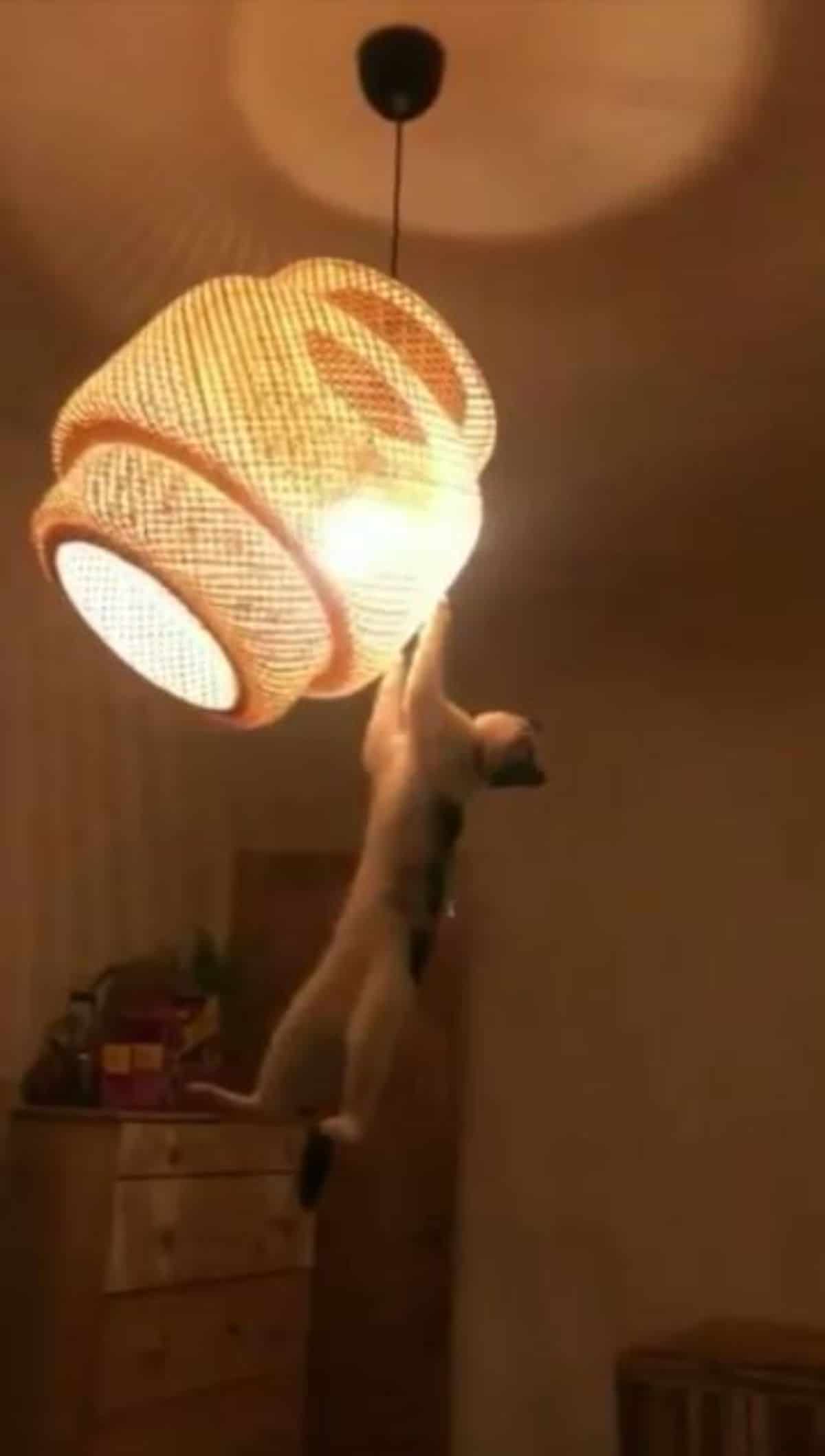 black and white kitten hanging off of a light