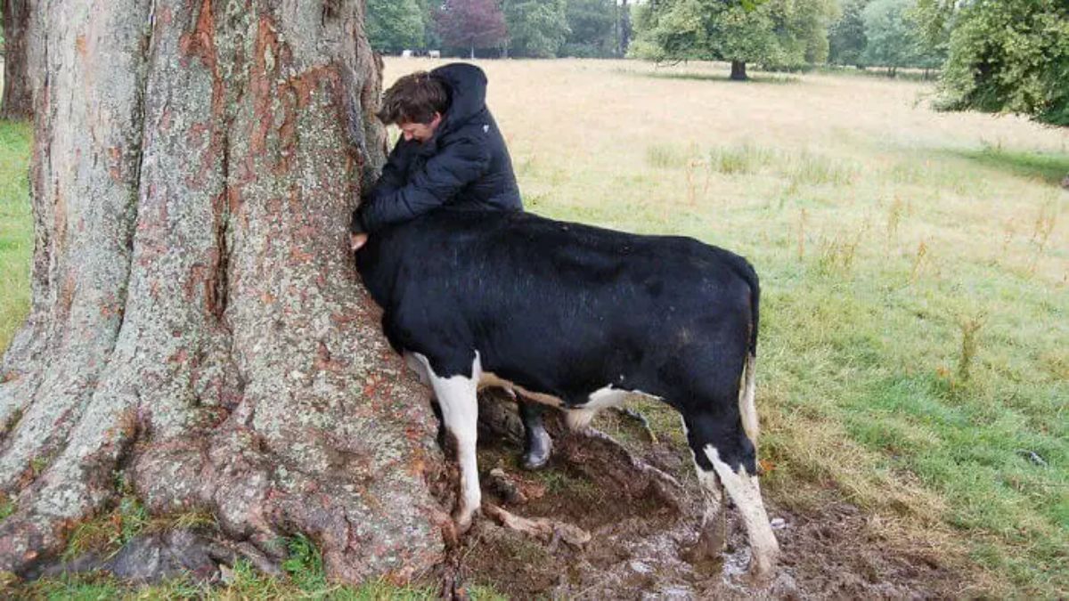 black and white cow standing with its head in a hole in a large tree trunk with a man standing by its head