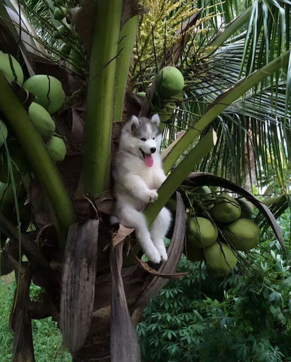 black and white husky puppy sitting upright on a branch on a palm tree