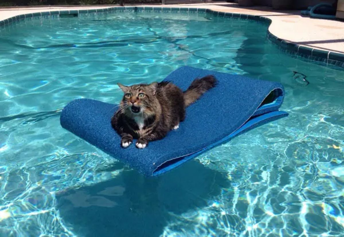 black brown and white fluffy cat on a blue mat floating in the middle of a swimming pool