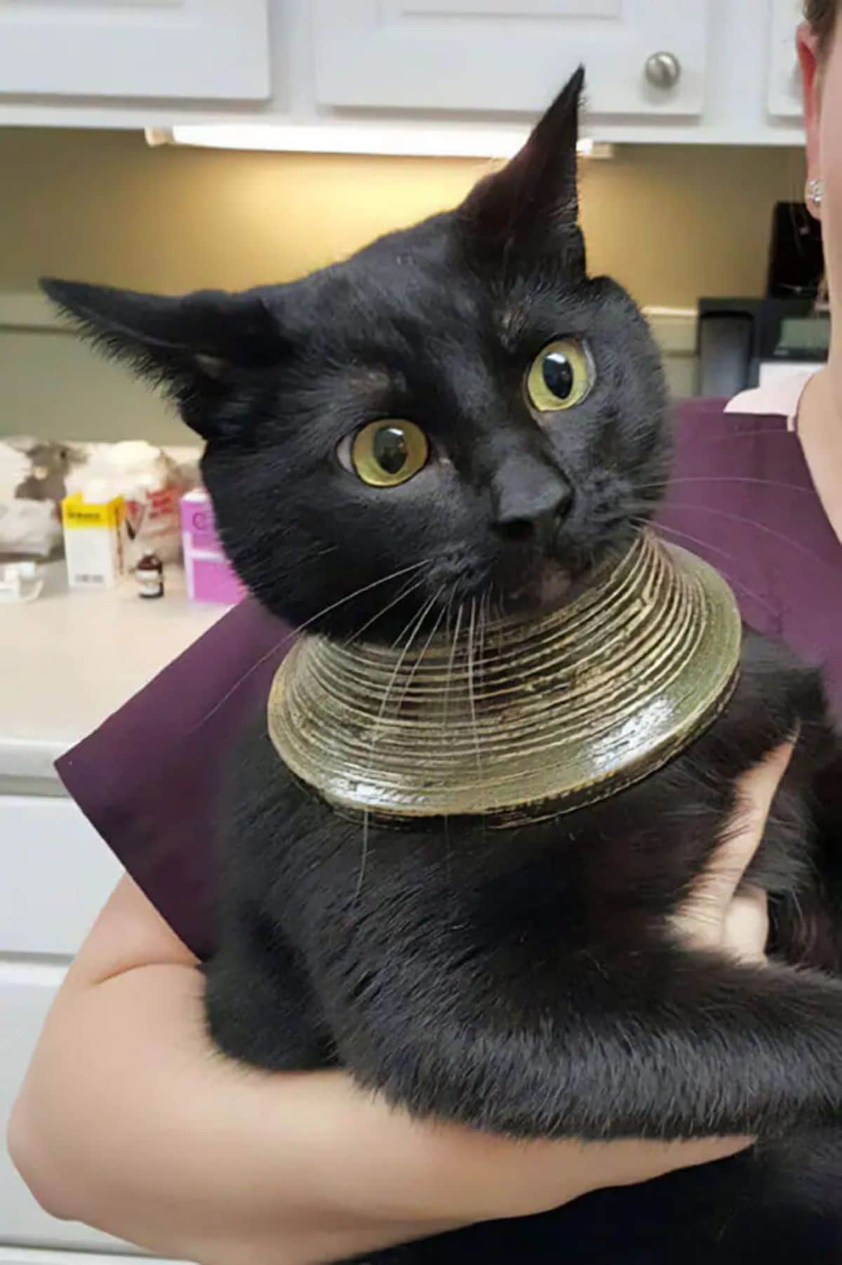 black cat held by a vet with a gold part of a vase around its neck looking like a large choker