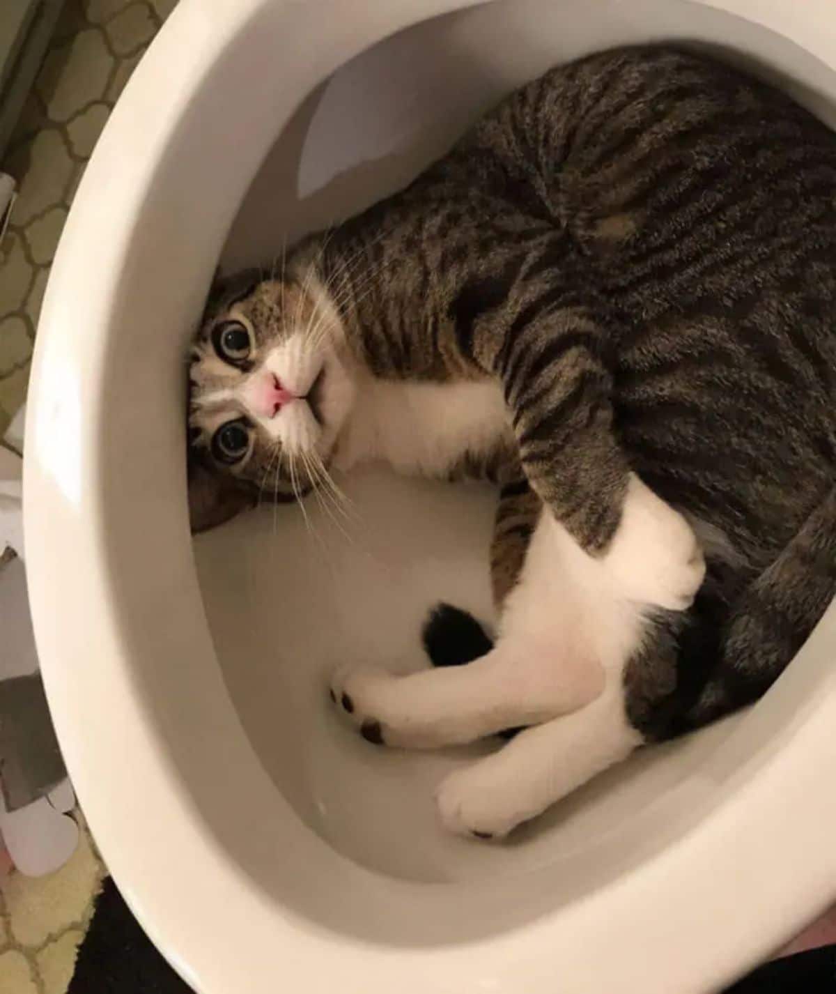 brown black and white tabby stuck in a white toilet bowl