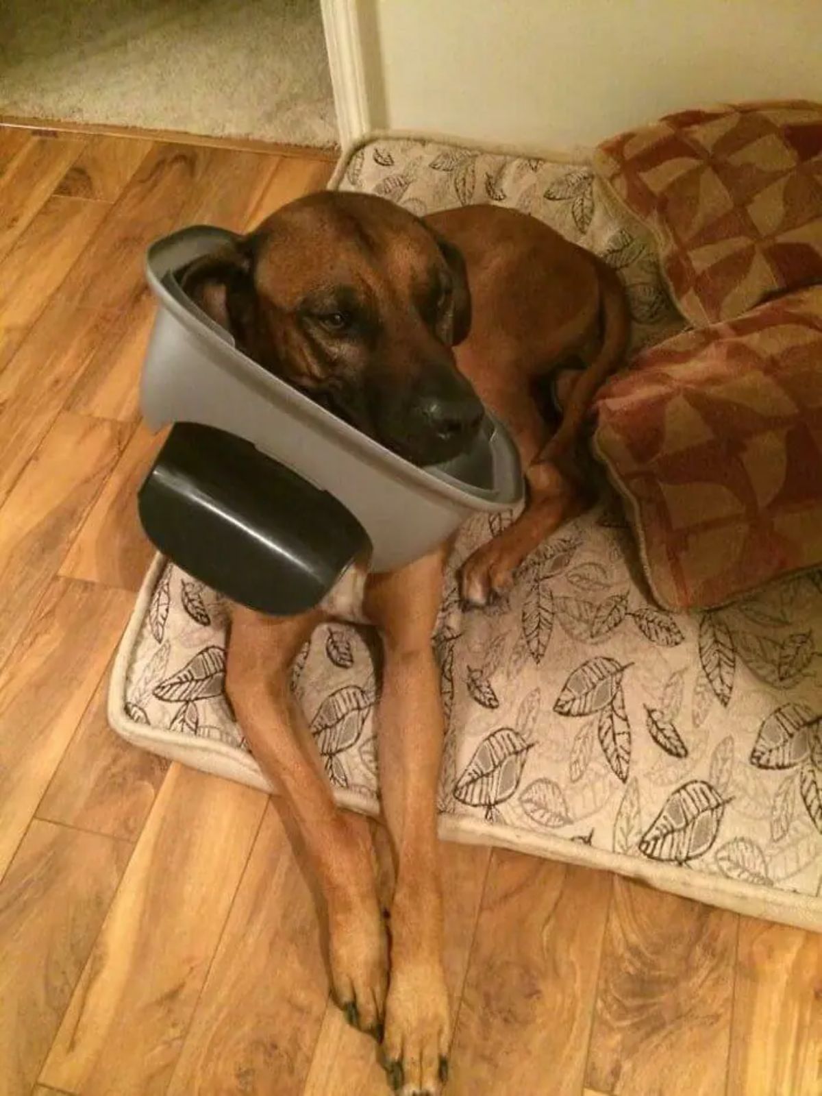 brown dog laying on a brown patterned dog bed with the head stuck in a grey and black top of a trash can