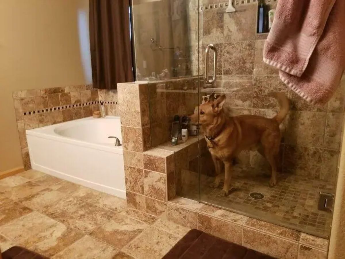 brown dog stuck inside a shower stall