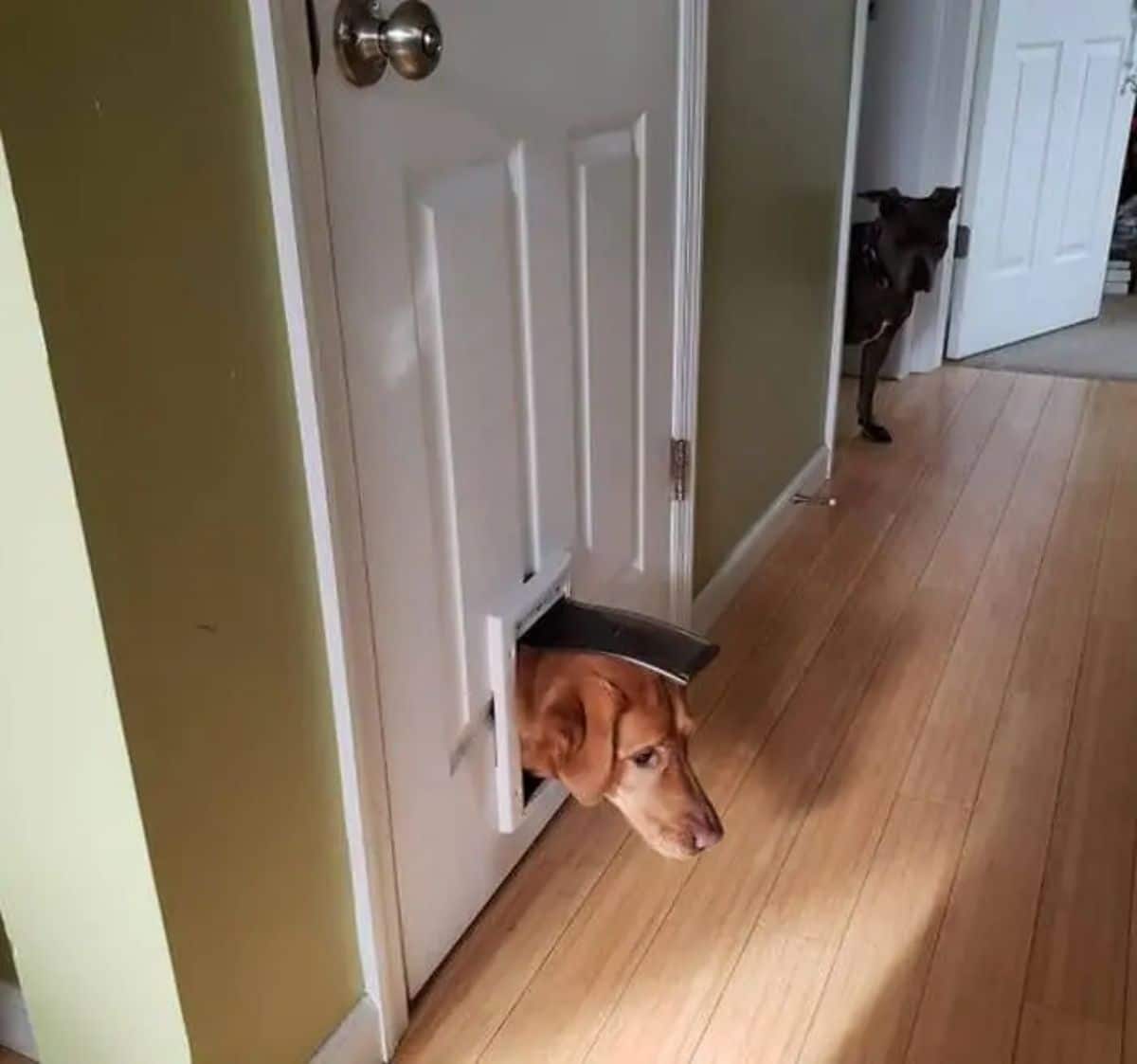 brown dog with the head stuck in the cat door of a white door with another black door off to the side