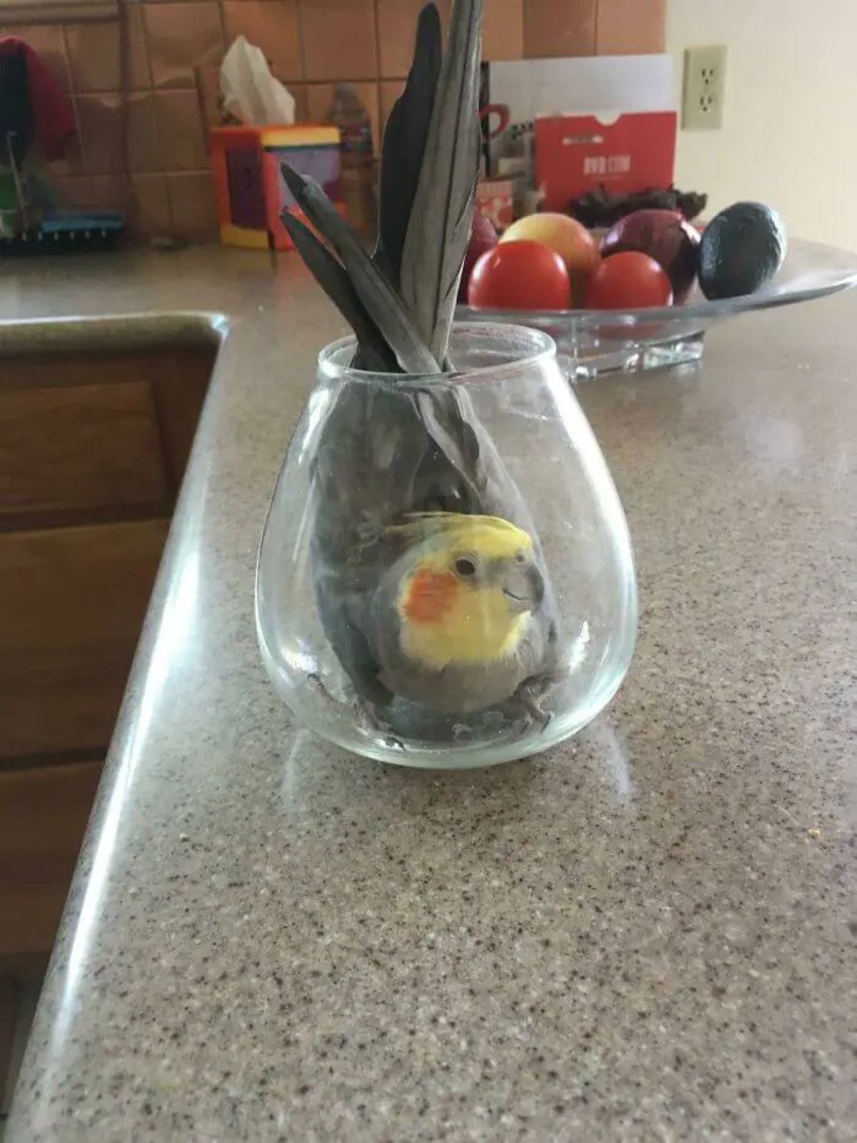 grey and yellow parrot inside a glass vase