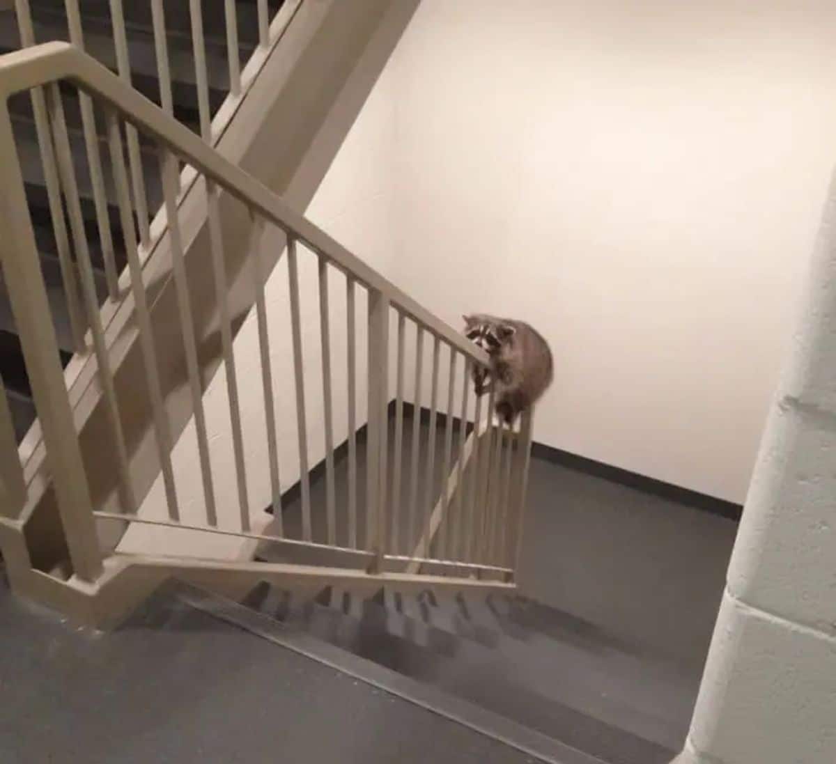 raccoon holding onto the white railings in a stairway