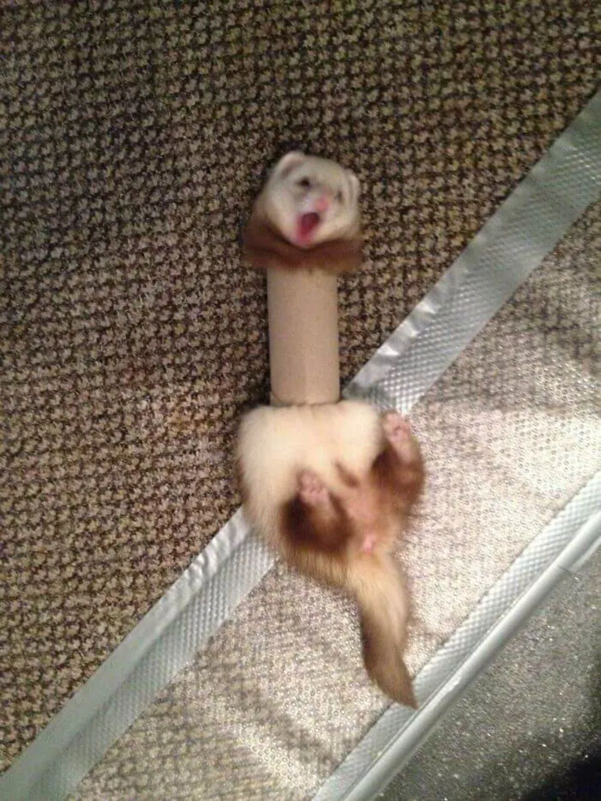 light and dark brown ferret stuck in an empty toilet paper roll with the head sticking out the top