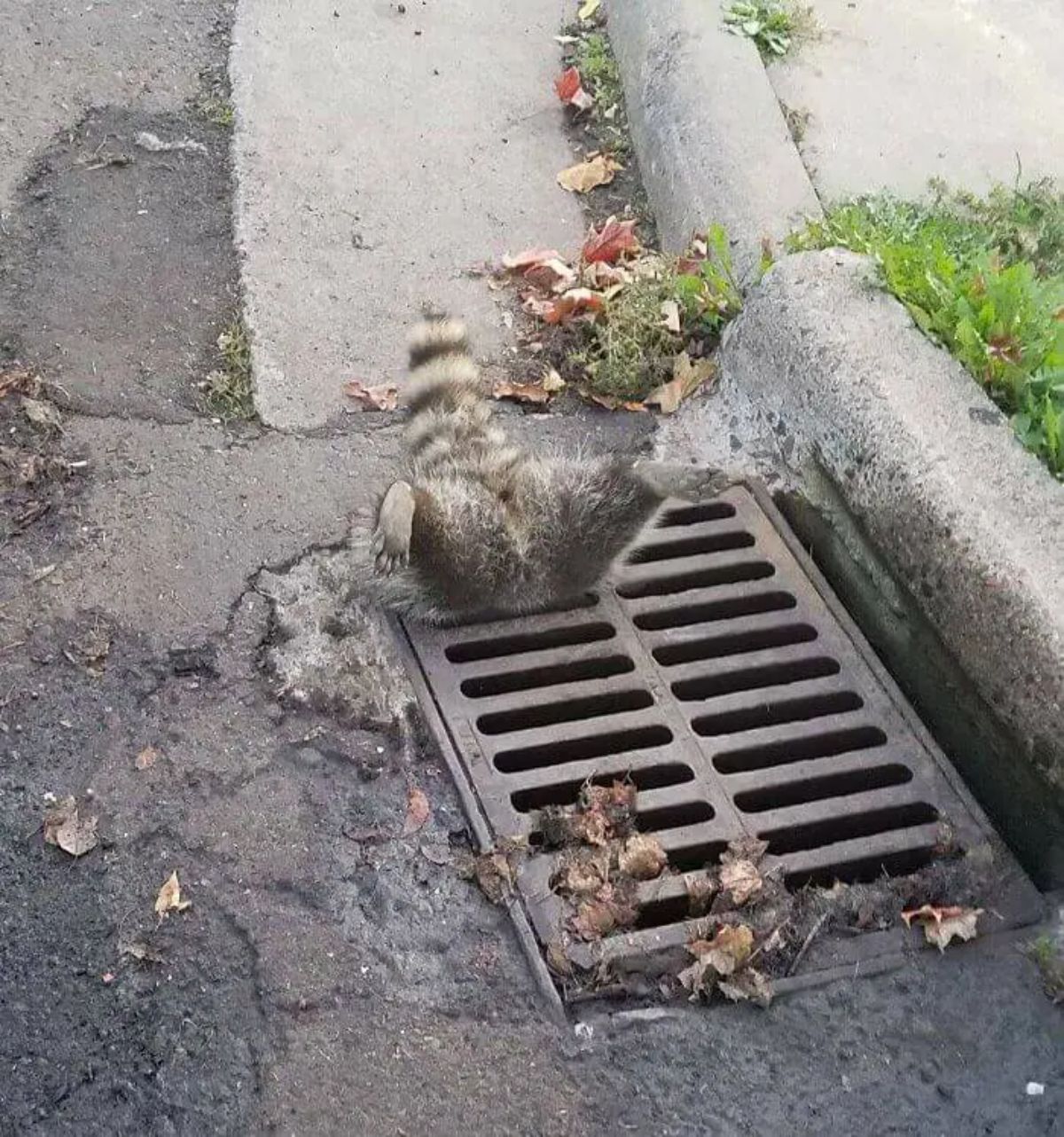 raccoon stuck in the grill of a storm drain with the back legs and the tail up in the air