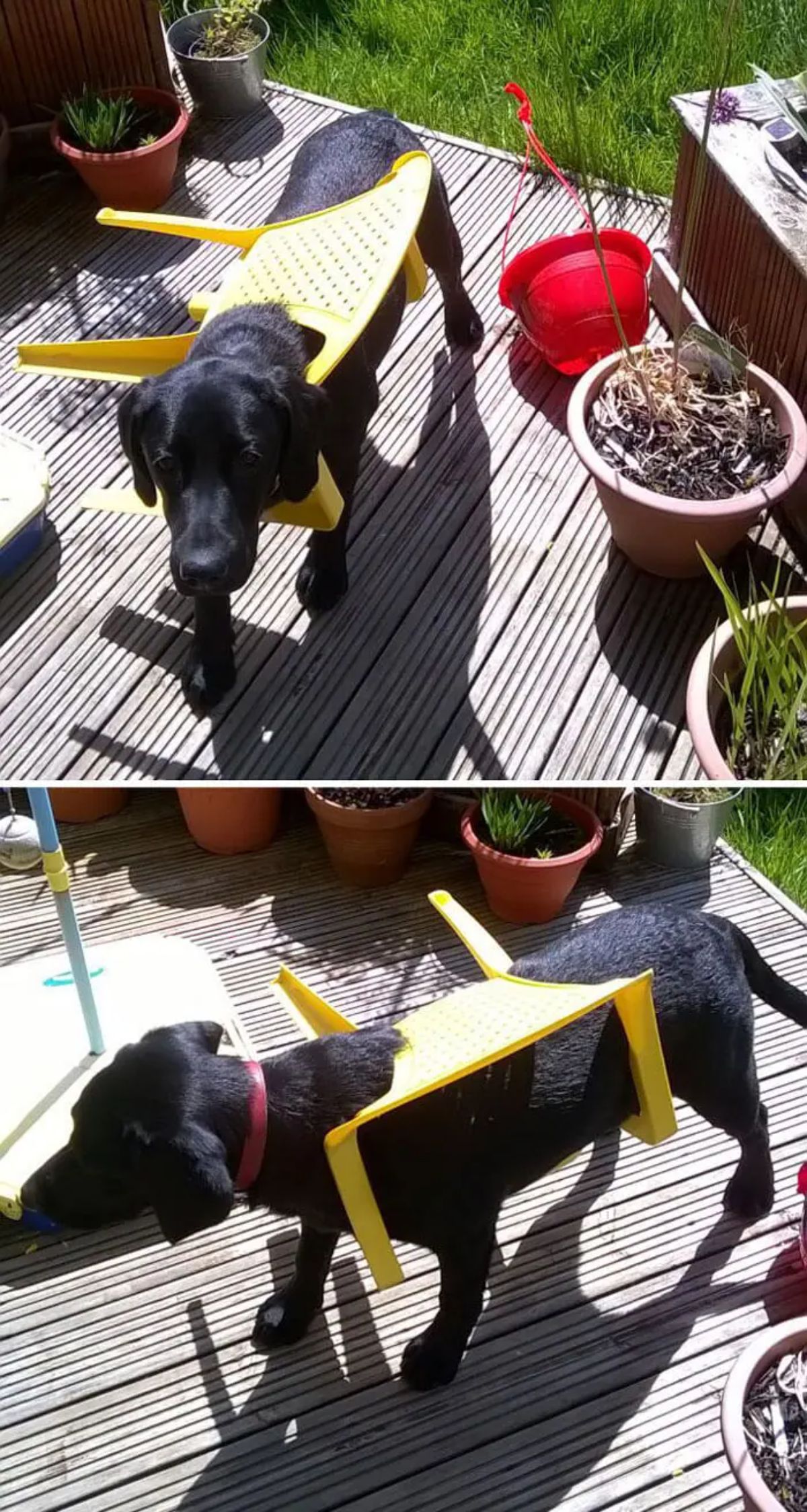 2 photos of a black labrador stuck with a yellow chair on its back